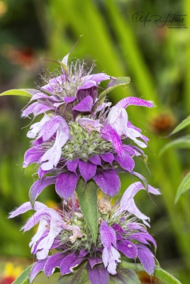 Bee Balm May 2026